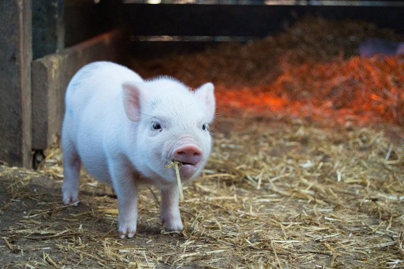 Five Things You Didn’t Know About Rescue Goats